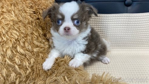 成約済の兵庫県のチワワ(ロングコート)-327021の12枚目